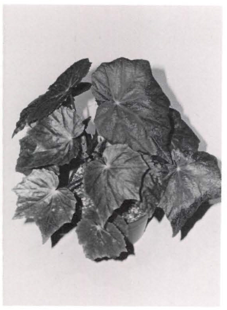 B. ‘(deliciosa x floccifera)’